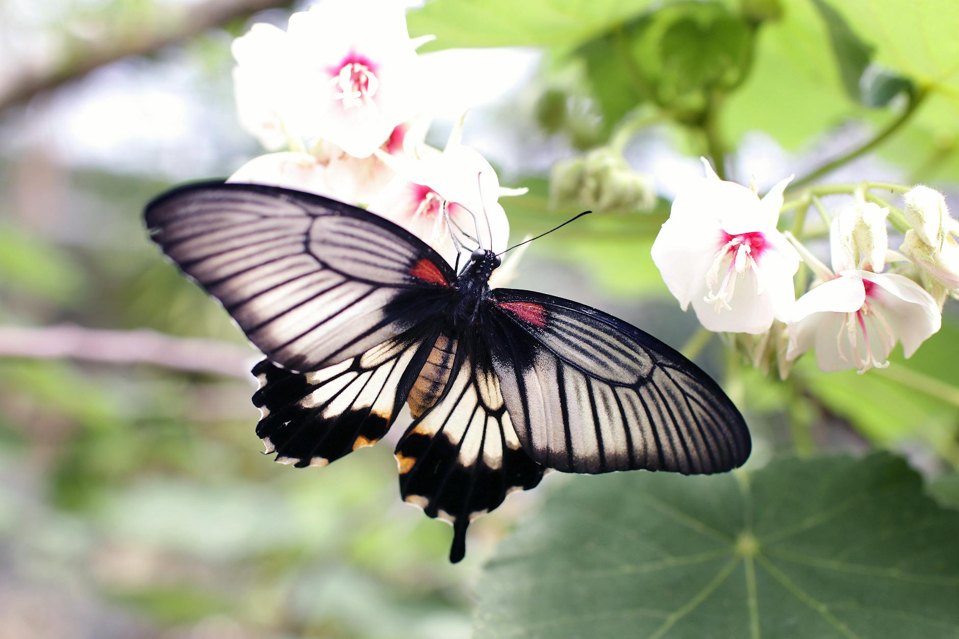 Butterfly Spiritual Meaning : The Enchanting Symbolism of Butterflies